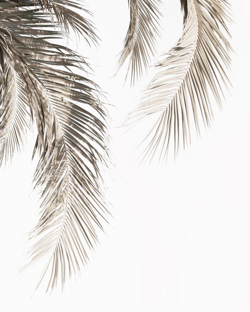 800x1000 Dried Palm Leaves Art Print By Gallery Tribe Small. Palm Leaf Art, Leaf Art, Palm Background