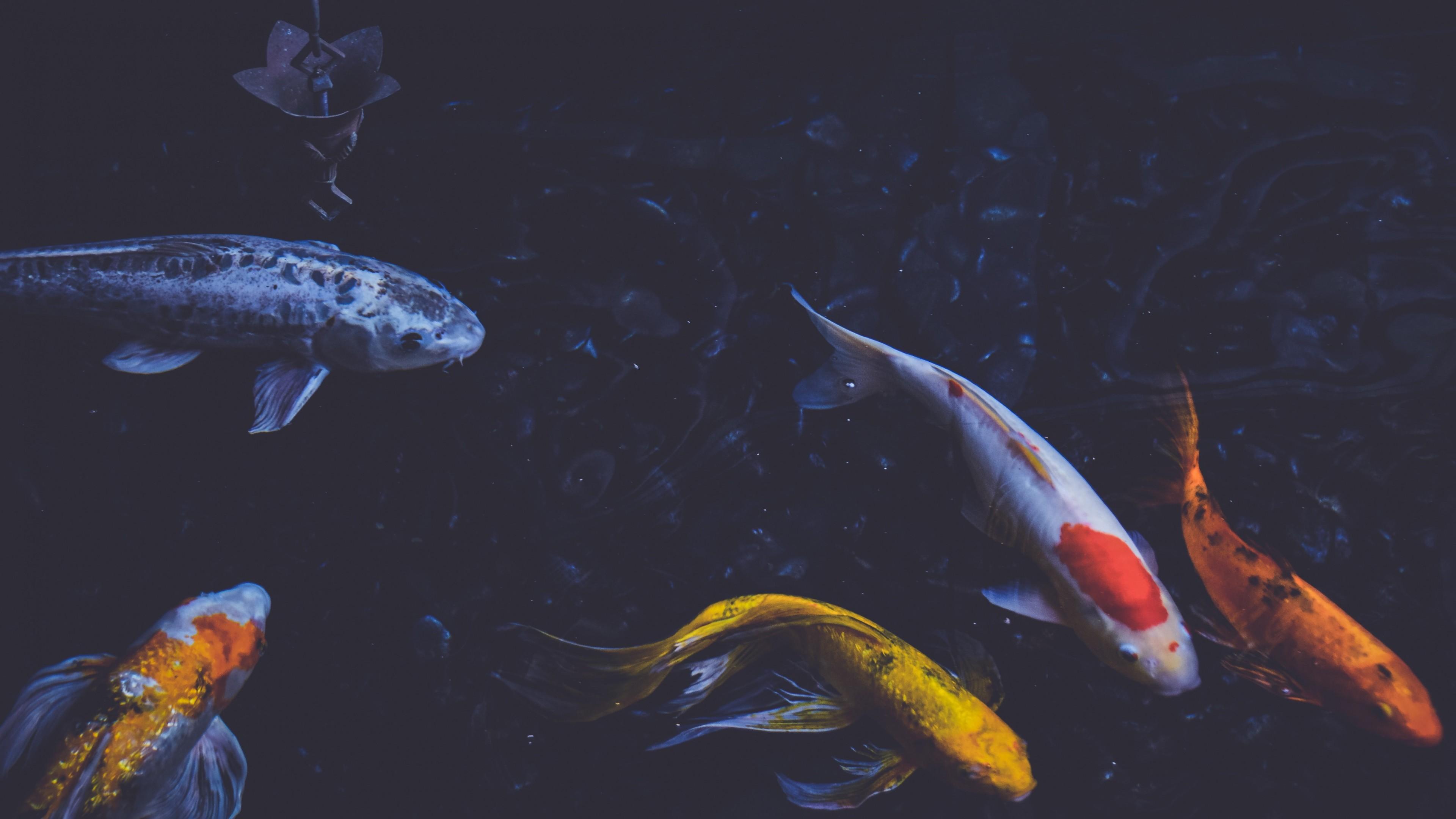 3840x2160 Koi Fish Wallpaper background picture