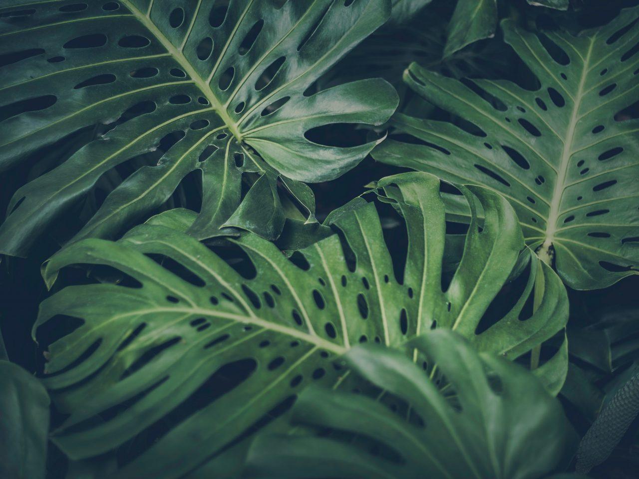 1280x960 Tropical Leaves Wallpaper Definition, High Resolution HD Wallpaper : High Definition, High Resolution HD Wallpaper