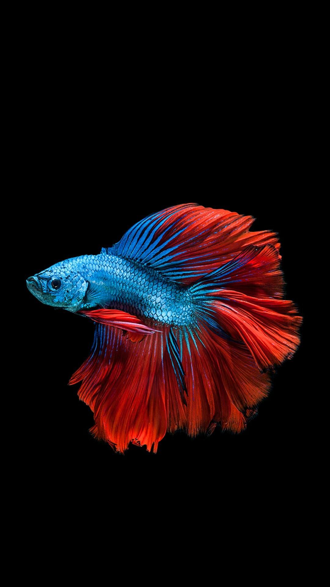 1080x1920 cute cartoon characters funny aesthetic profile picture: Fish Live Wallpaper For iPhone 6