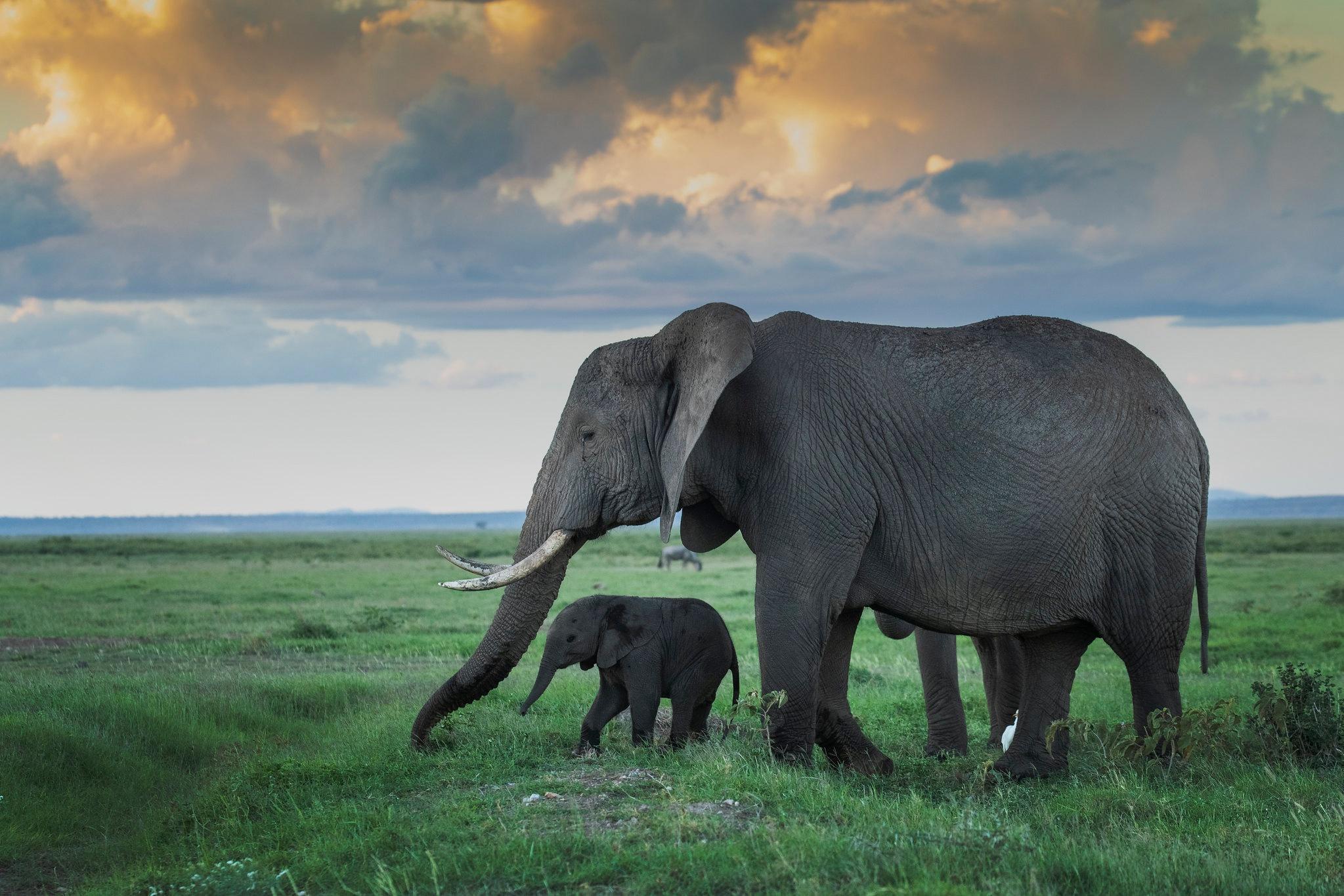 Elephant на русском языке. Слон слониха Слоненок. Африканский слон. Слониха со слоненком. Красивый слон.