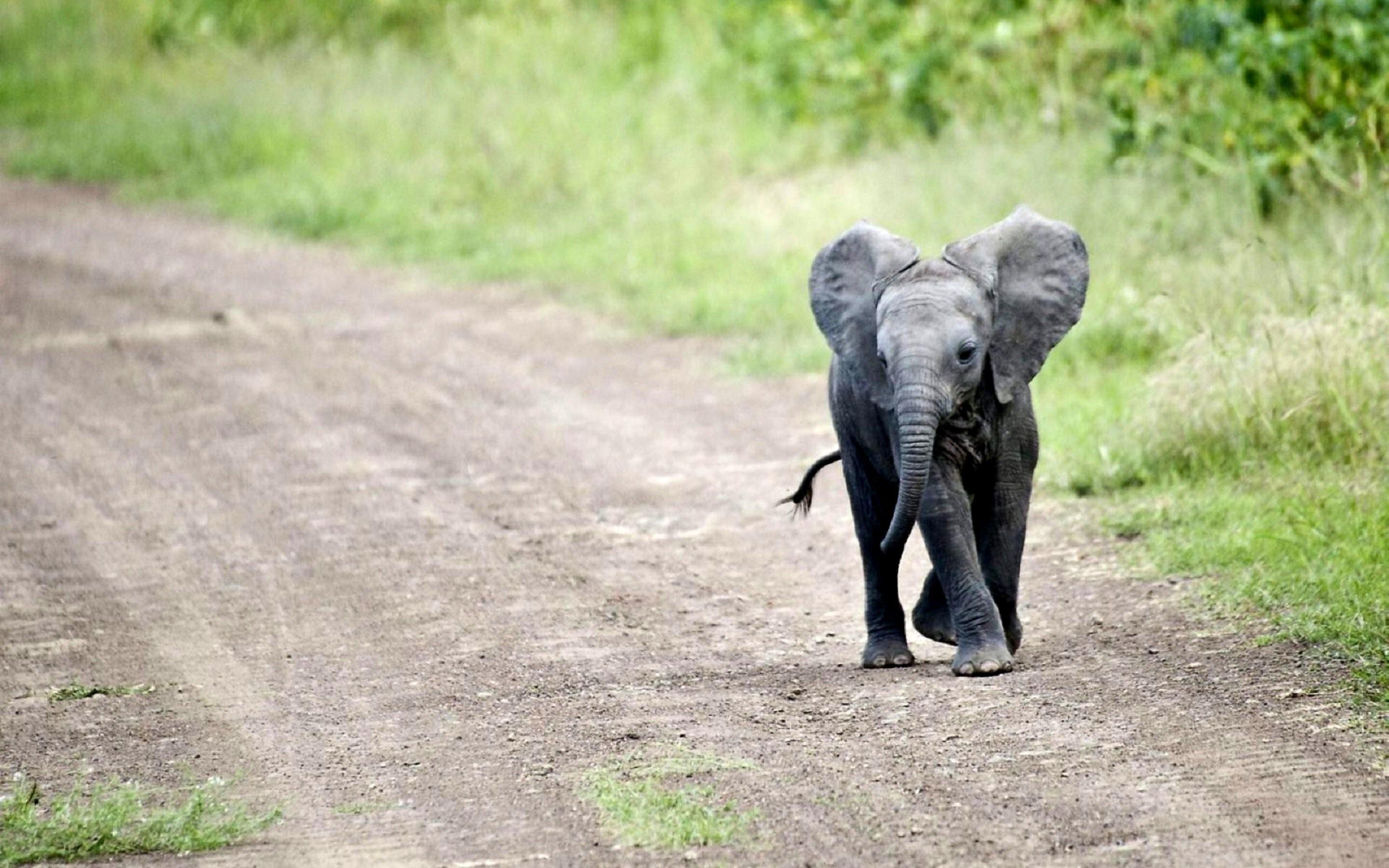 2880x1800 Elephant Baby Calf Wallpaper