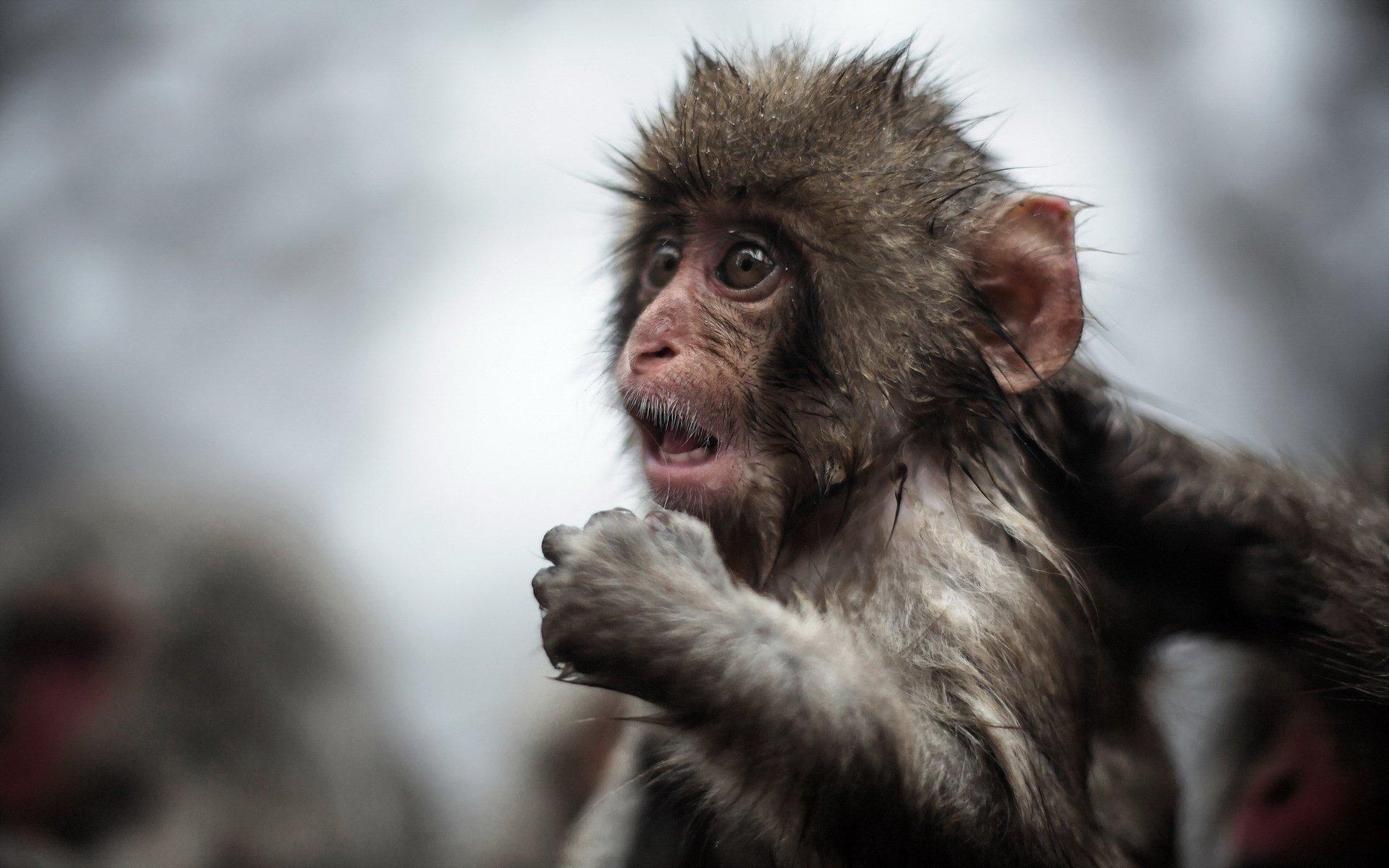 Macacos fofos, macacos bebês papel de parede HD