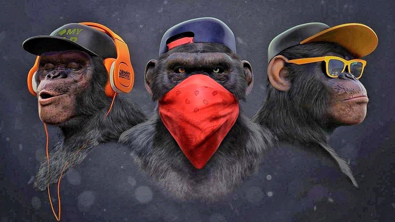 Macacos engraçados, meme do macaco Papel de parede de celular HD