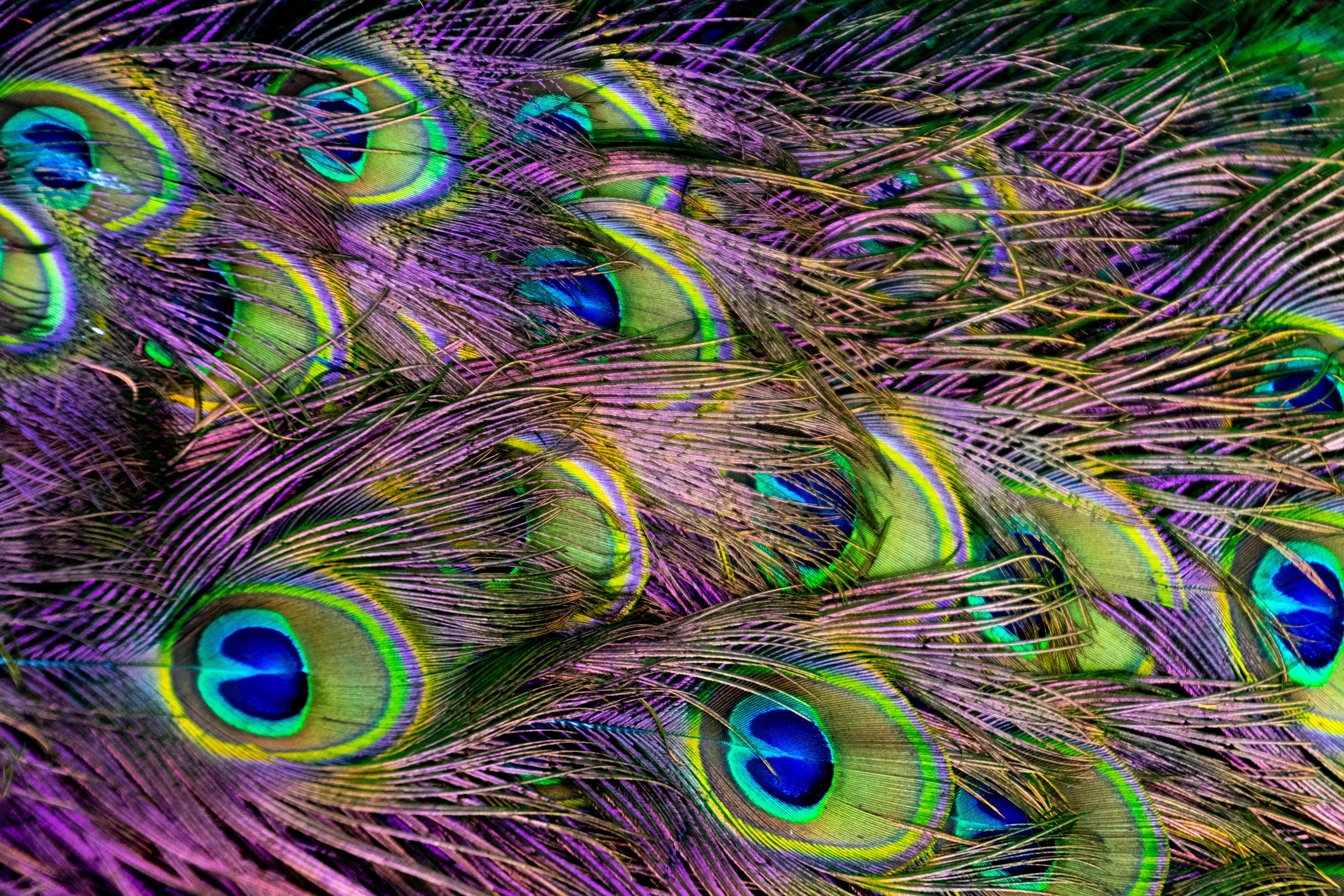 5472x3648 Green, Purple, and Blue Peacock Feather Digital Wallpaper · Free