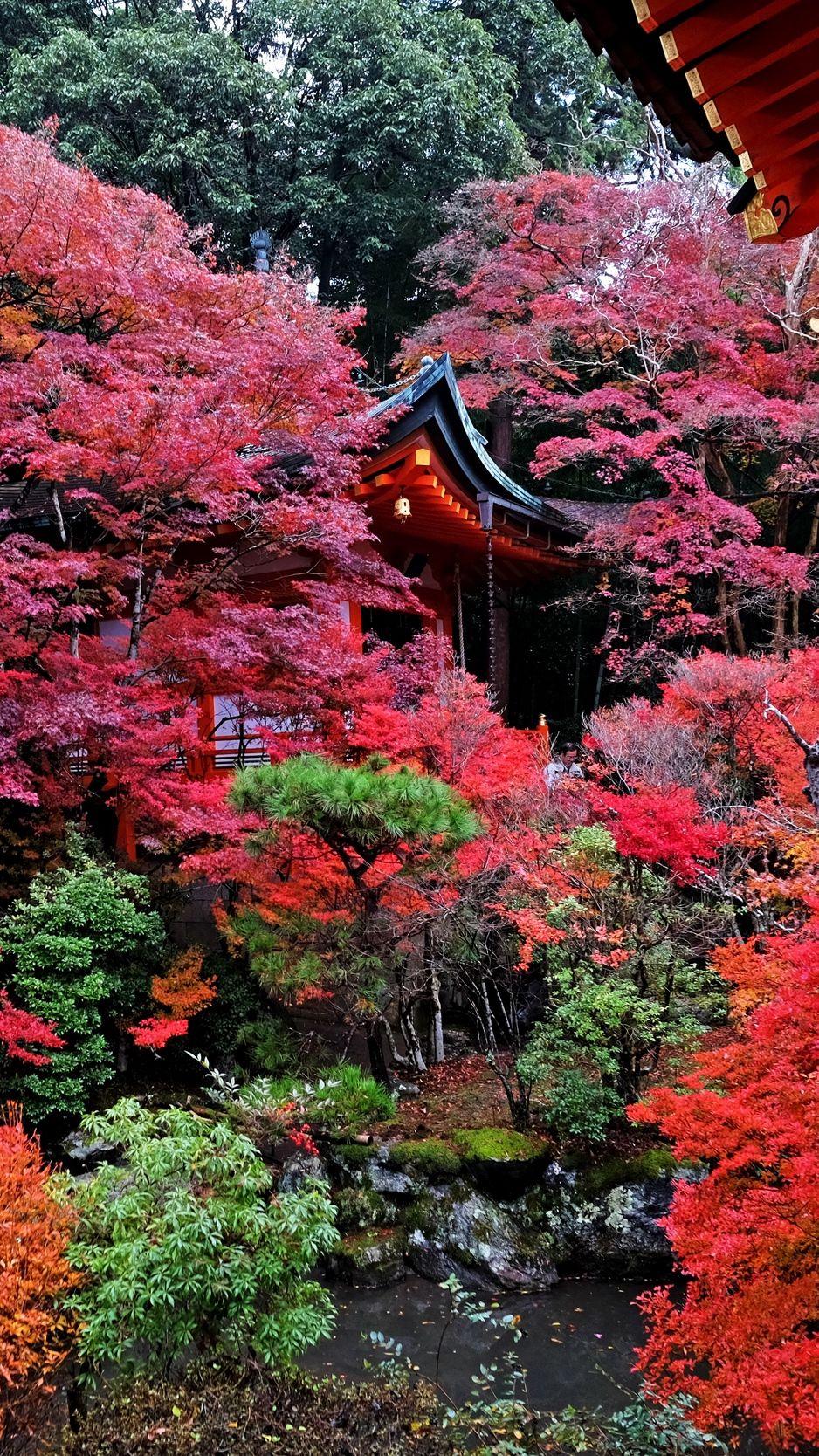 938x1668 Japanese Forest iPhone Wallpaper