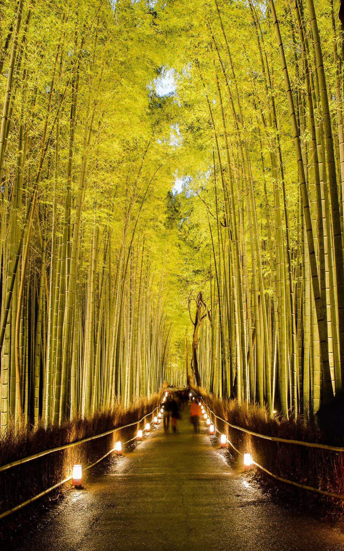 1125x1800 Bamboo Forest Japan Computer Wallpaper