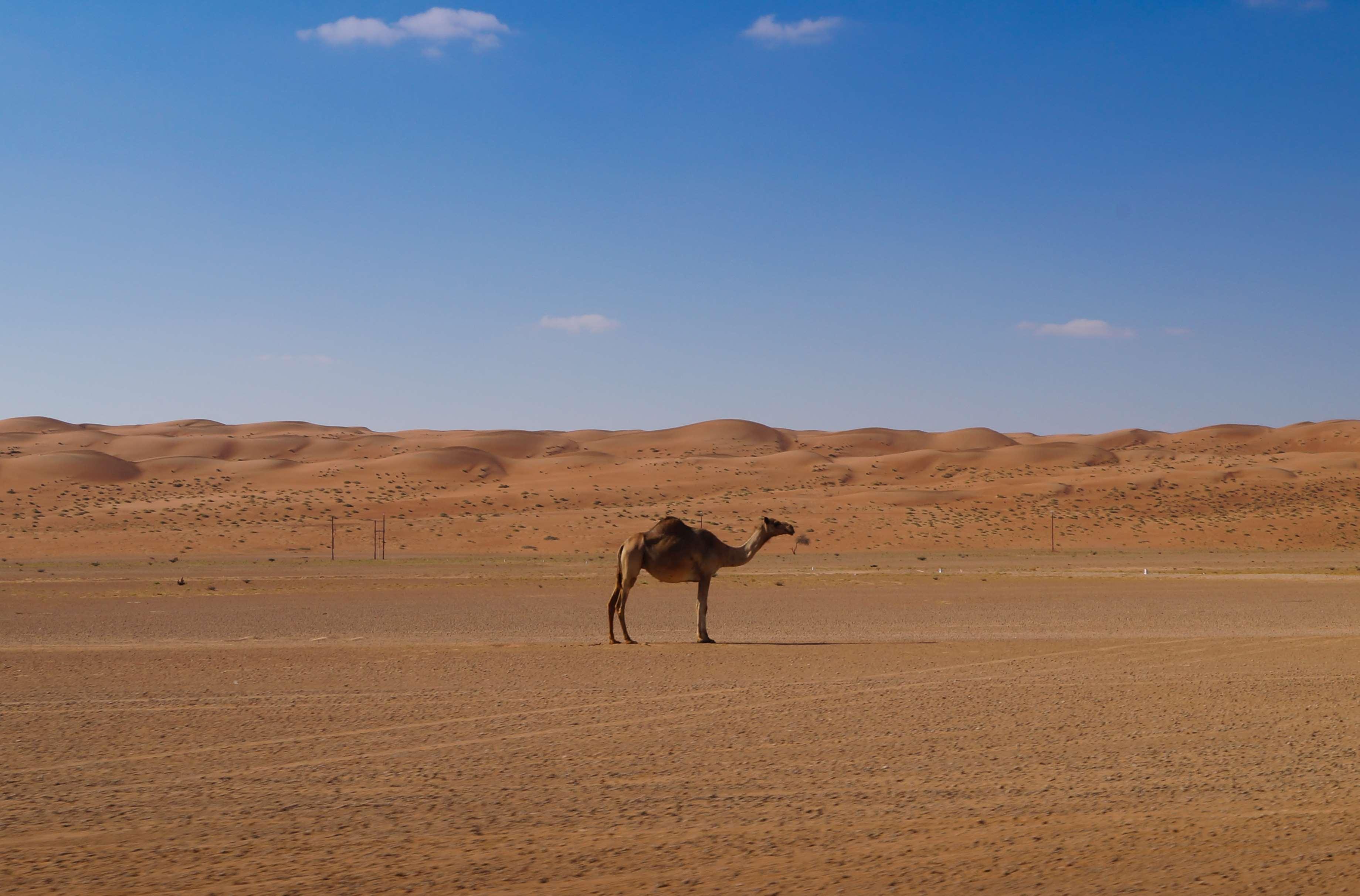 3679x2424 HD wallpaper lawrence of arabia