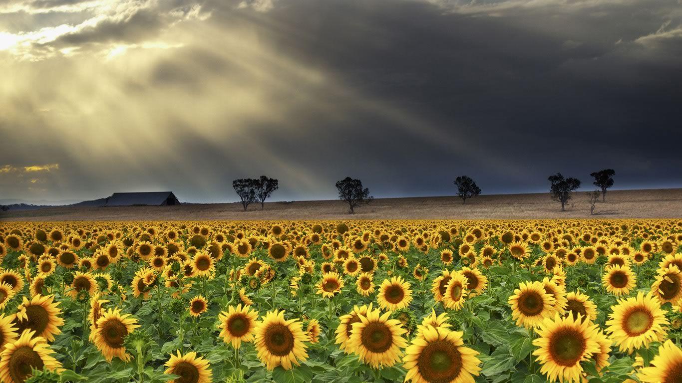 1366x768 Bing Wallpaper. New south wales, Wallpaper background, Background