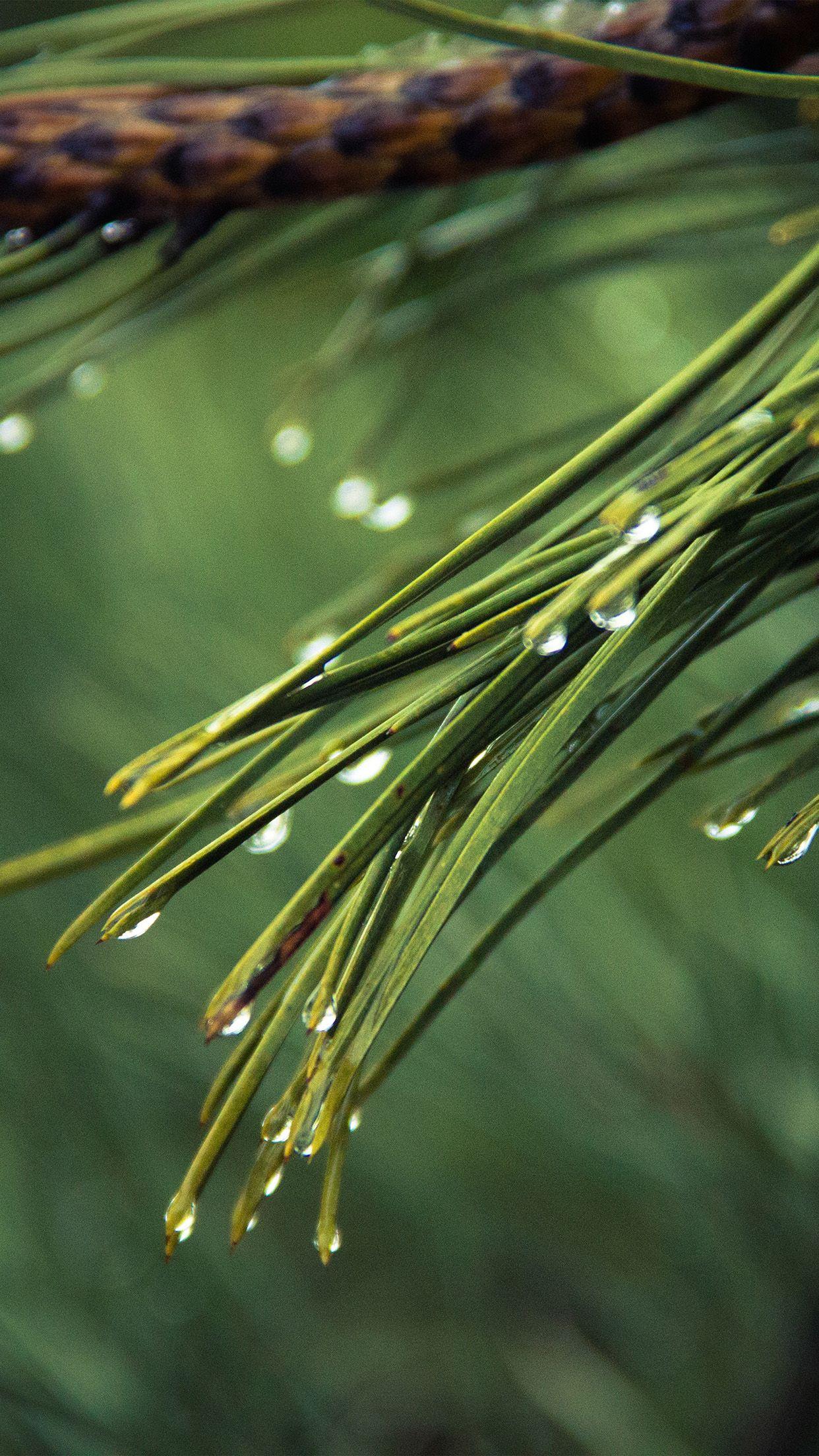 1242x2208 Rain Pine Tree Green Nature Mountain Android wallpaper
