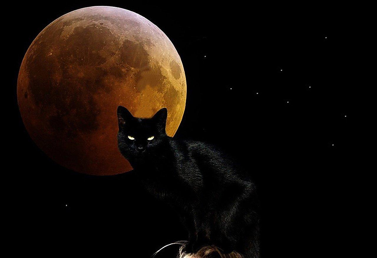 Black Cat Moon Wallpapers - Top Free Black Cat Moon Backgrounds ...