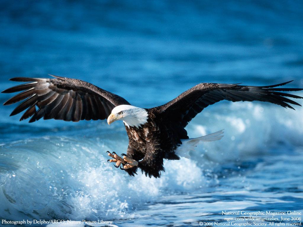 1024x768 Nice Eagle wallpaperx768