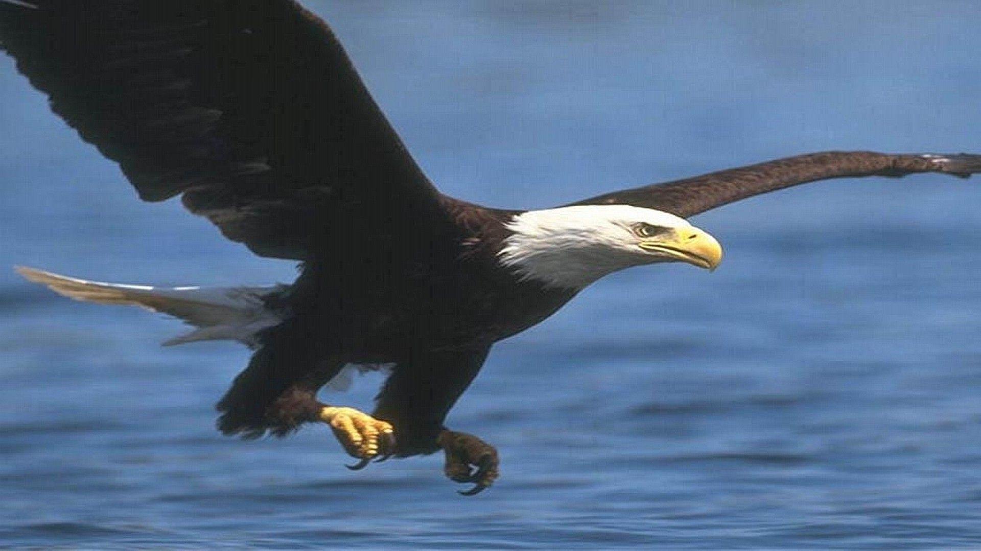 1920x1080 Free Bald Eagle Wallpaper