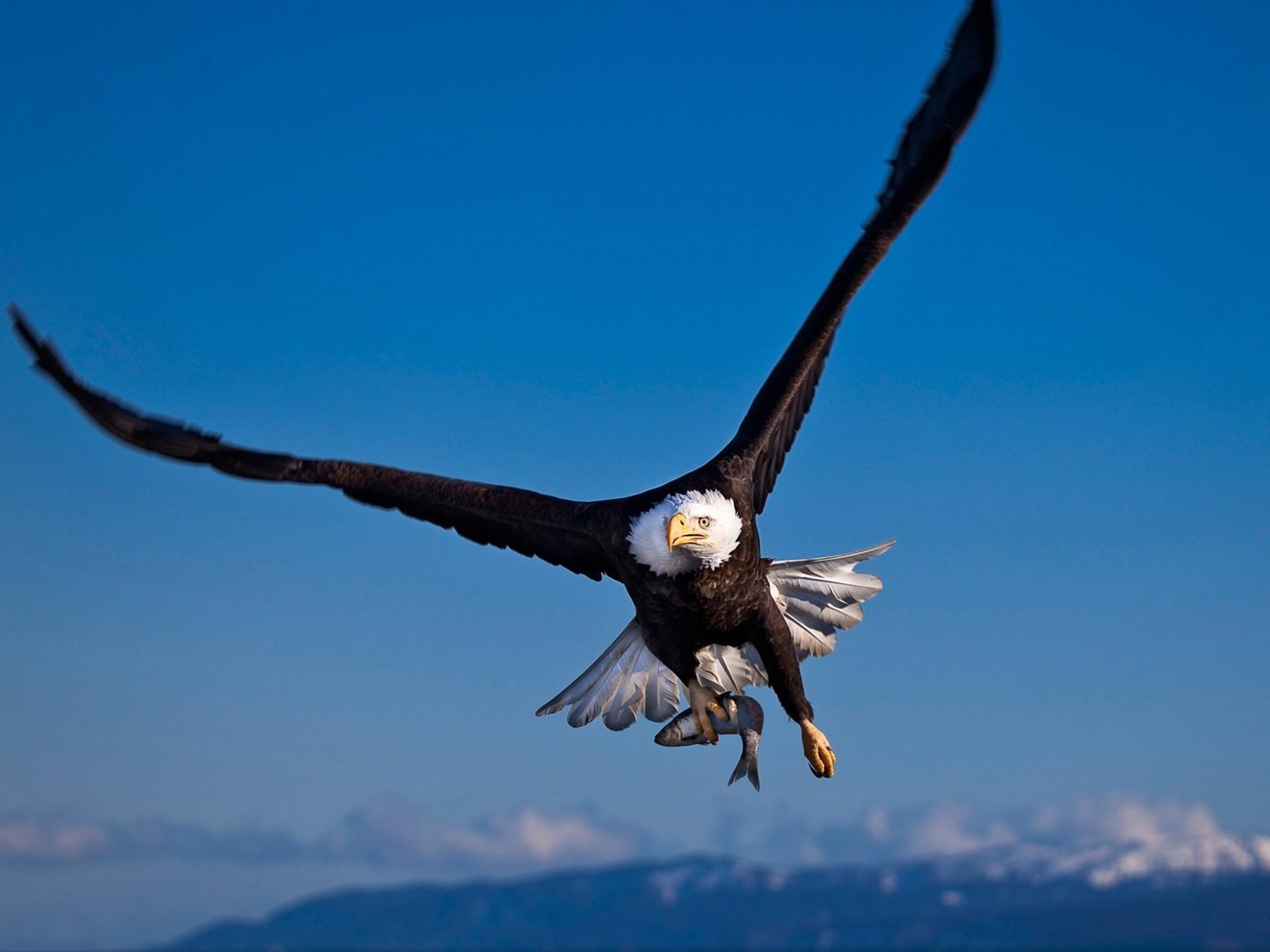 1920x1440 Flying Bald Eagle Wallpaper HD :
