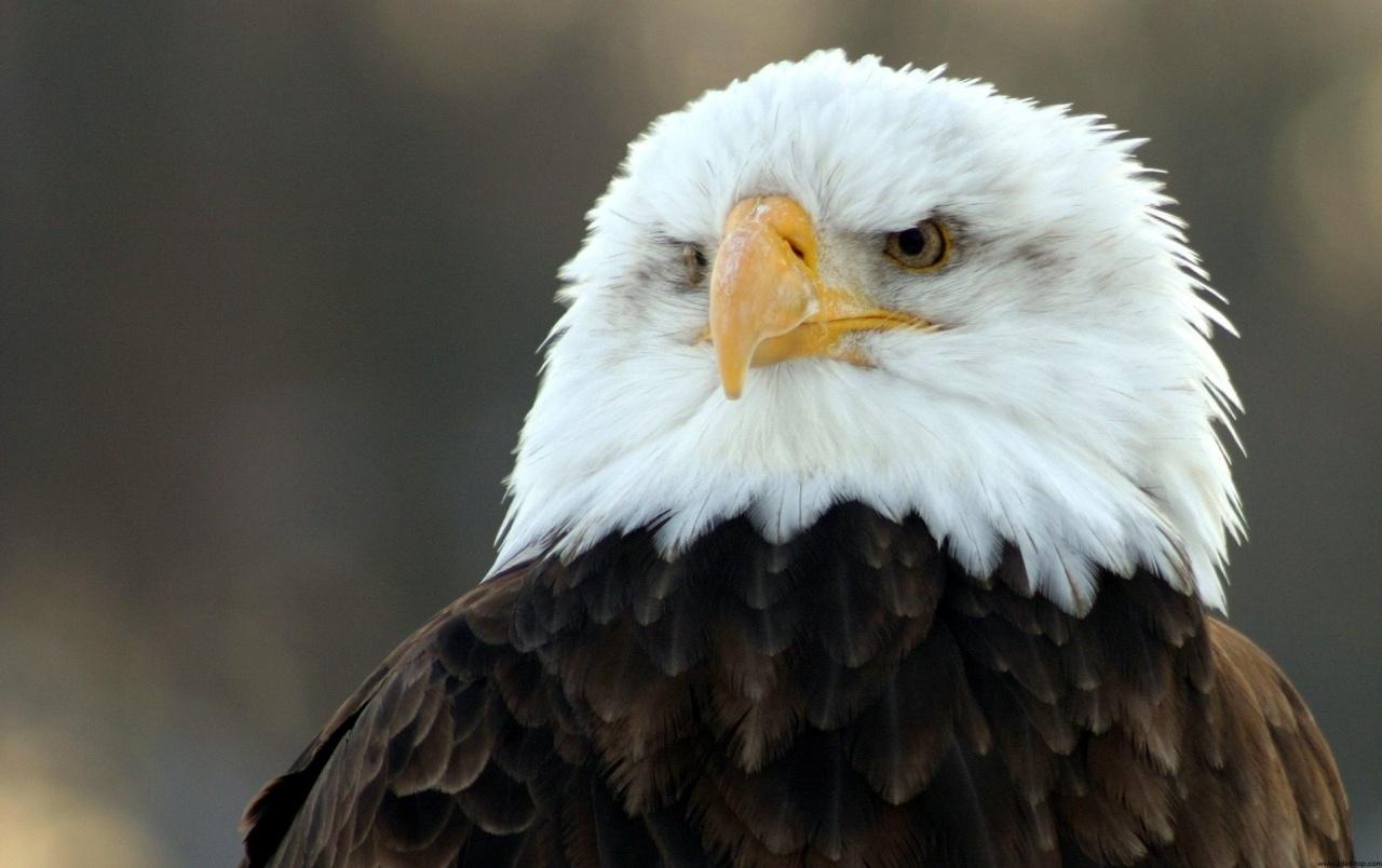 1280x804 Bald eagle watching wallpaper. Bald eagle watching