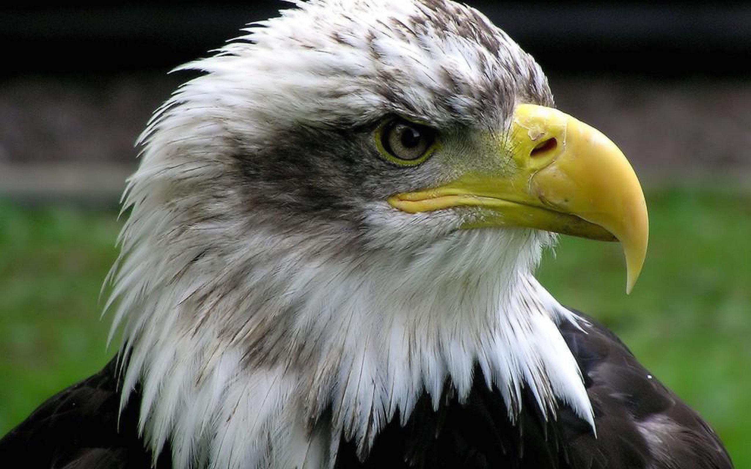 2560x1600 Nice Eagle