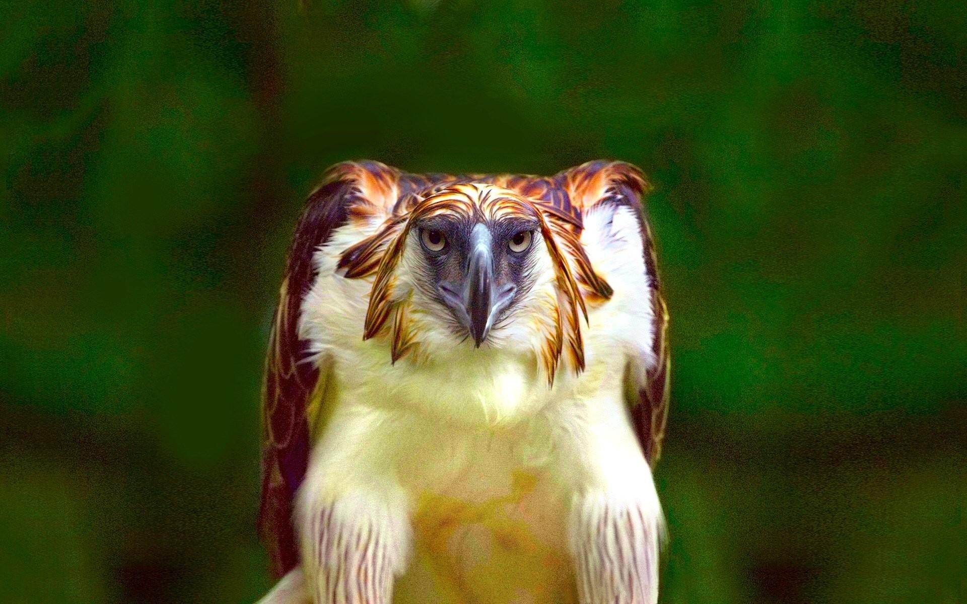1920x1200 Philippine Eagle Cute