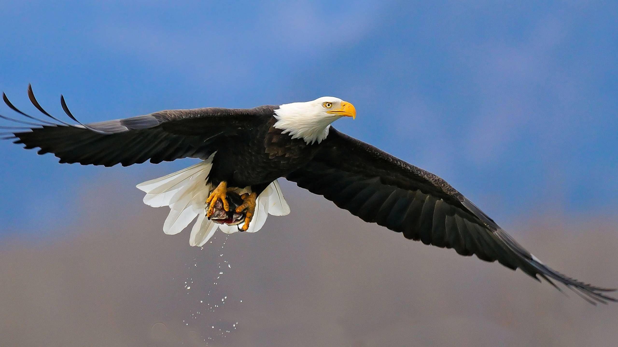 2560x1440 Eagle Desktop Wallpaper (best Eagle Desktop Wallpaper and image) on WallpaperChat
