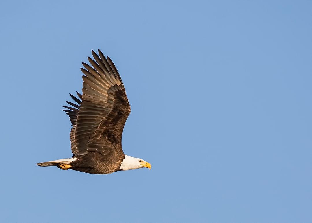 1080x771 Eagle Picture. Download Free Image