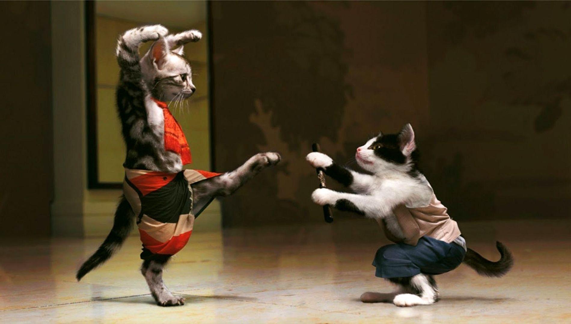 1900x1080 Funny Cat Wallpaper