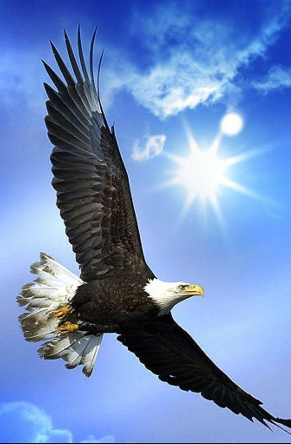 928x1416 birresimkaydet #saveanimage #barissenduran #resim #kaydet #save #image #picture #beautiful #nice #güzel #harika #won. Eagle picture, Eagle wallpaper, Bald eagle