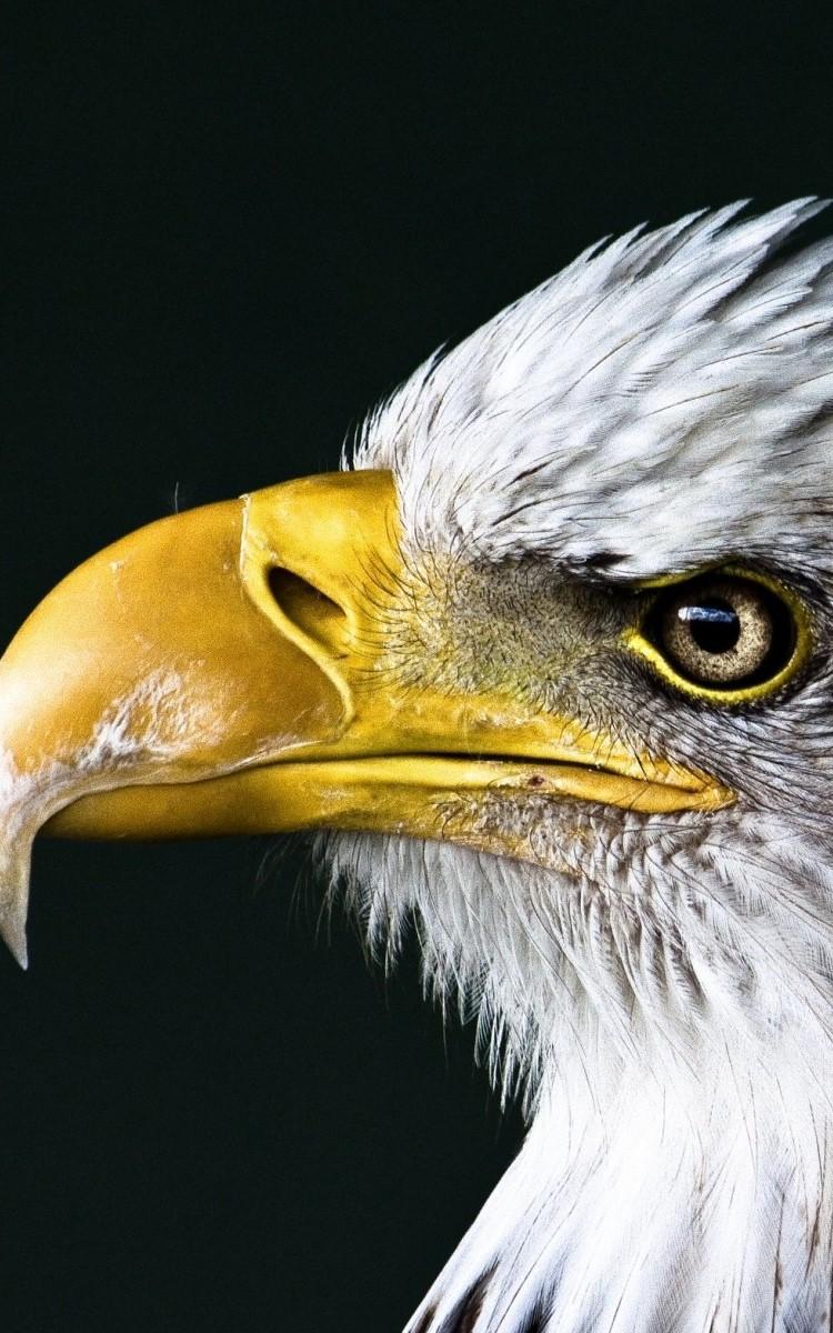 750x1200 Bald Eagle Wallpaper For Tech