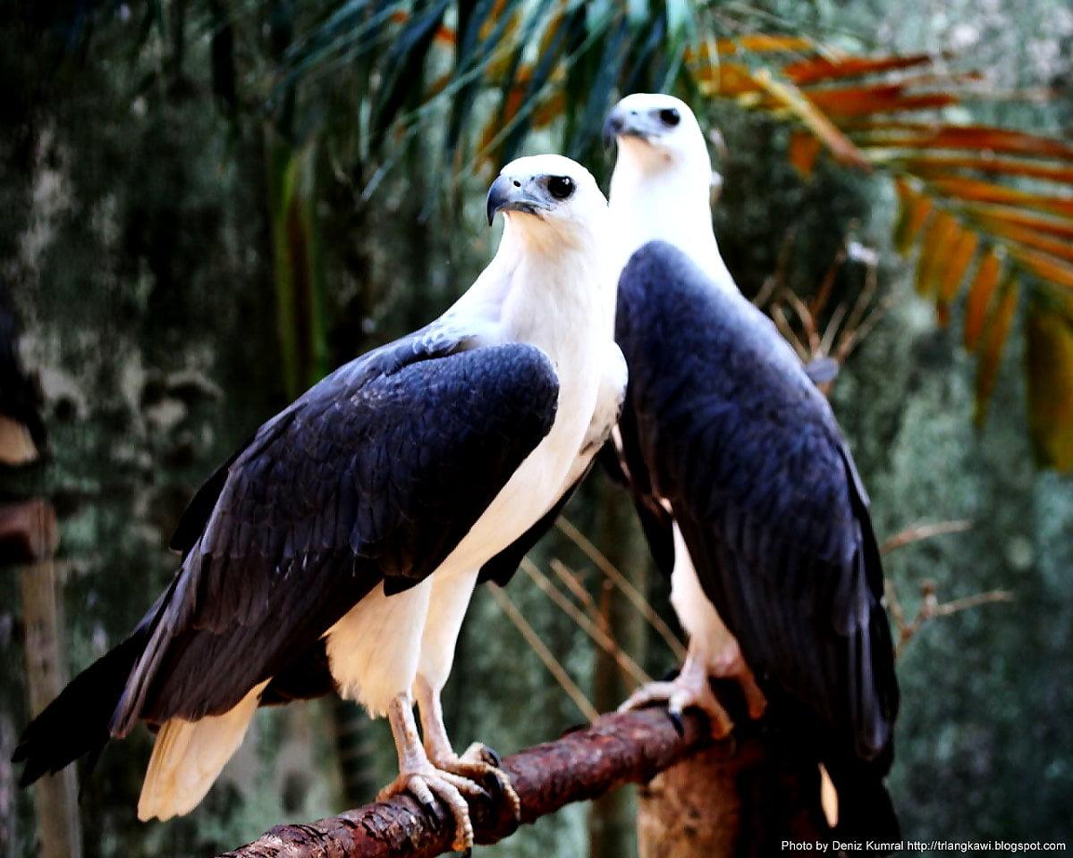 1200x960 Wallpaper Bird, Eagle, Animals. Best Free wallpaper