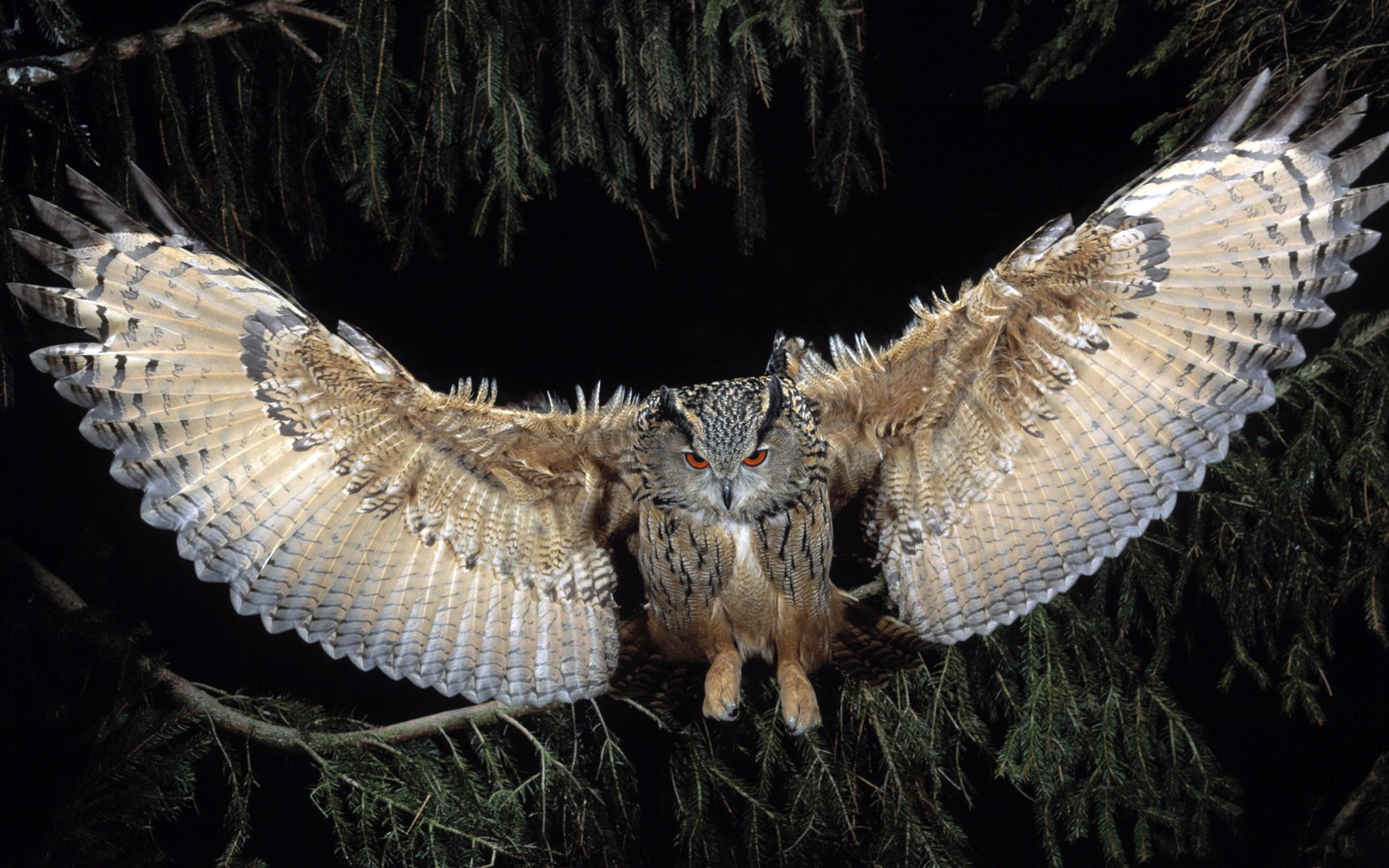 3840x2400 Great Horned Owl 4k HD 4k Wallpaper, Image, Background, Photo and Picture
