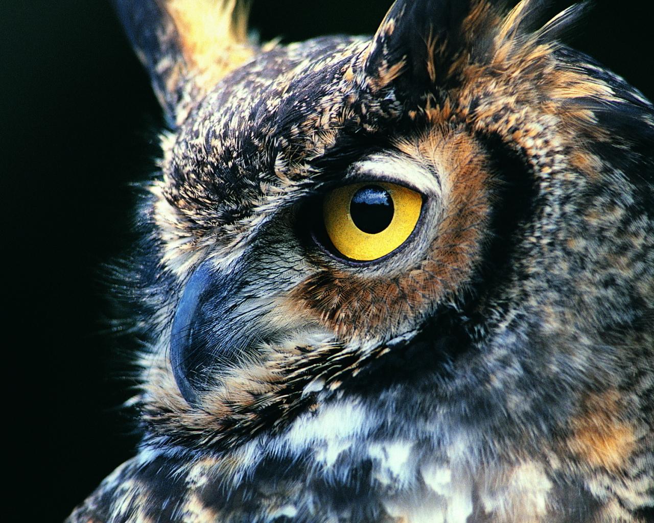 1280x1024 Free download Great Horned Owl Computer Wallpaper Desktop Background 1920x1200 [1920x1200] for your Desktop, Mobile & Tablet. Explore Cool Owl Wallpaper. Free Cartoon Owl Desktop Wallpaper, Owl Wallpaper for
