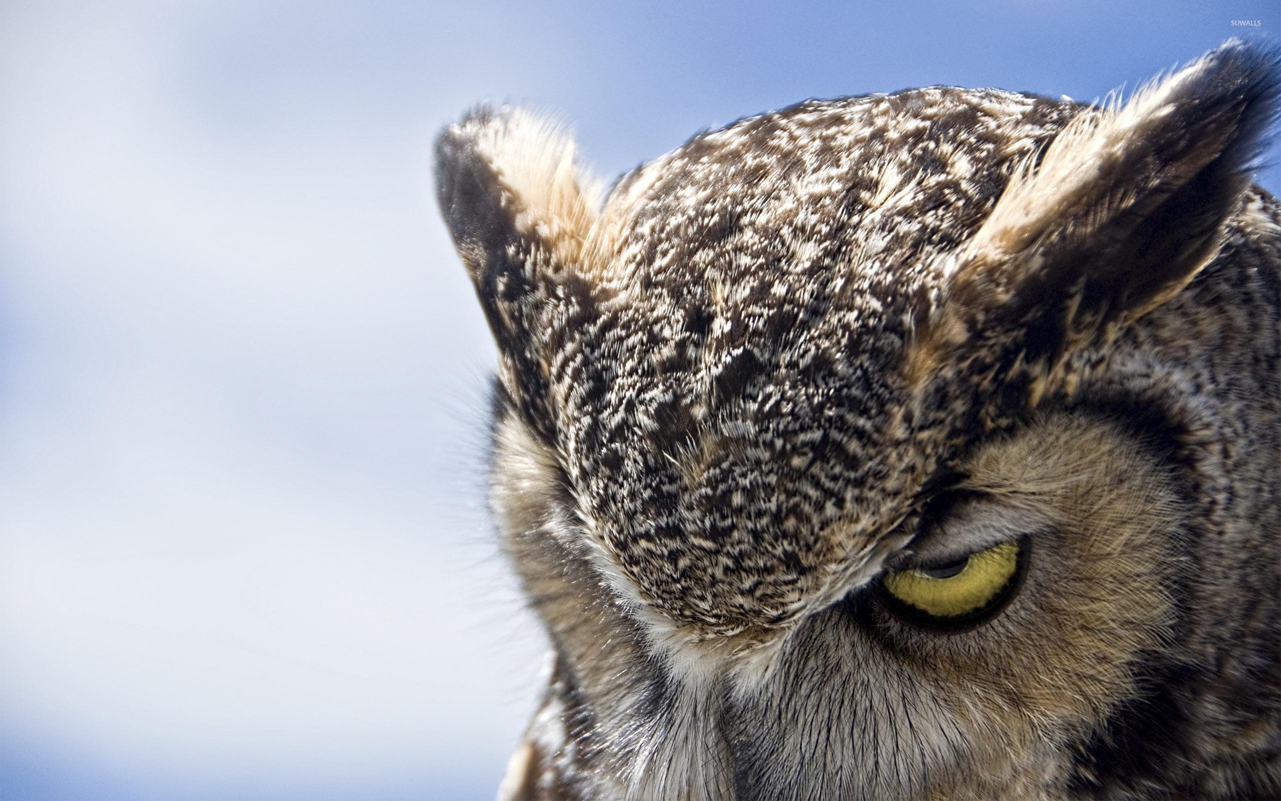 2560x1600 Great Horned Owl wallpaper wallpaper