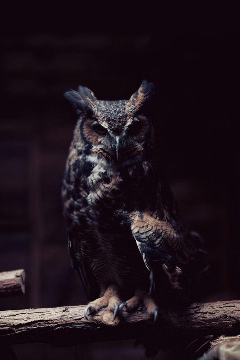 795x1190 blazepress.tumblr. Owl wallpaper, Owl photography, Great horned owl
