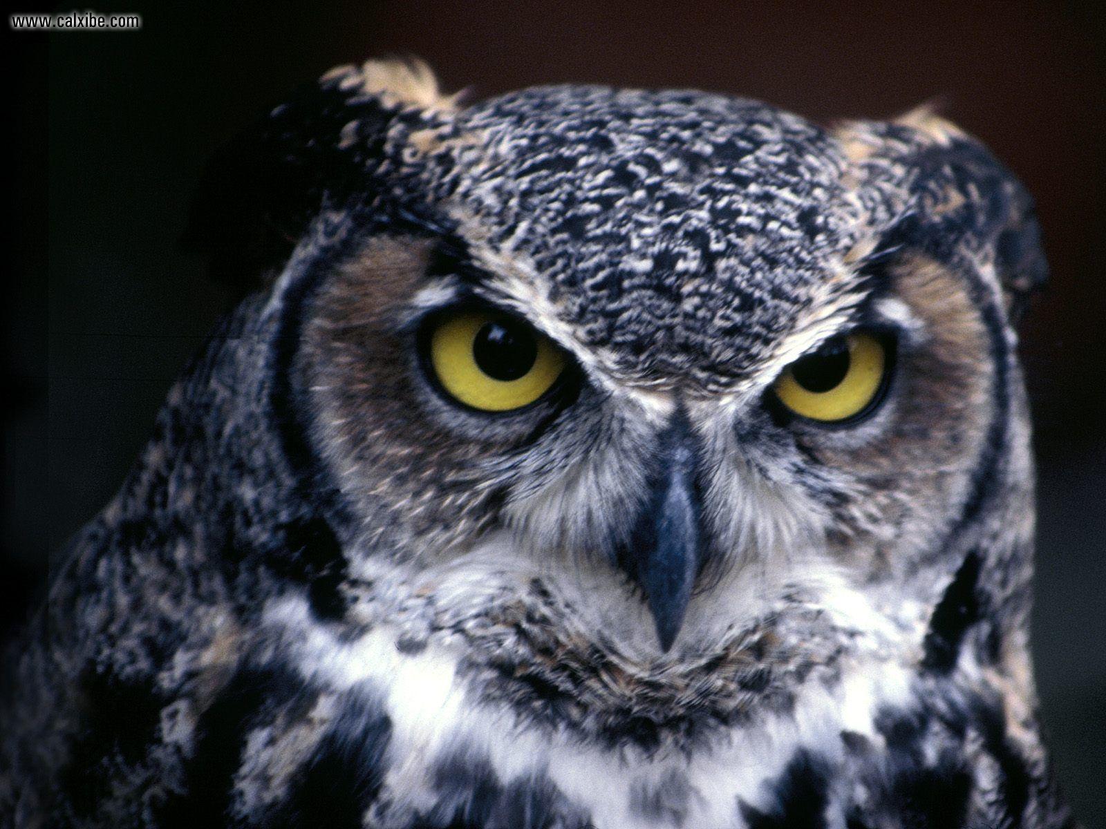 1600x1200 Cool Owl Wallpaper