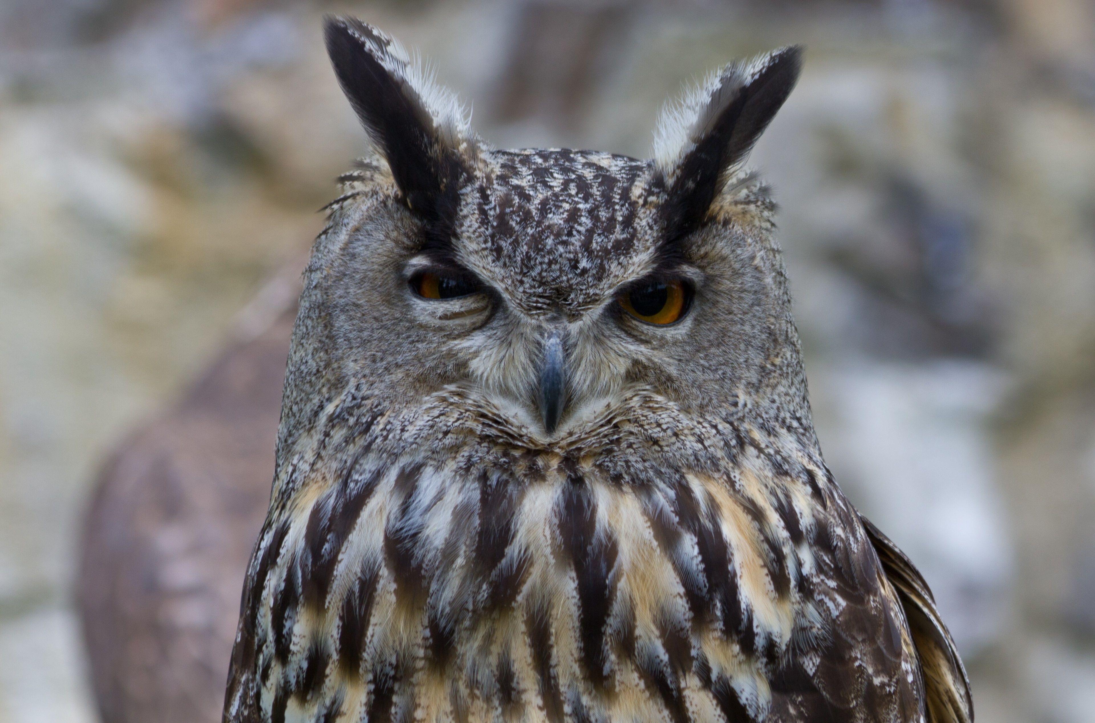 3840x2534 owl 4k wallpaper pack 1080p HD. Great horned owl, Owl wallpaper, Cute animals