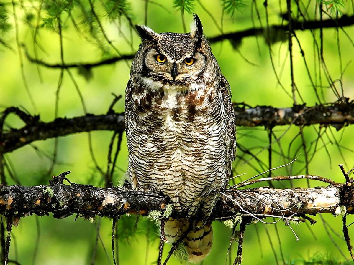 Great Horned Owl Wallpapers - Top Free Great Horned Owl Backgrounds ...