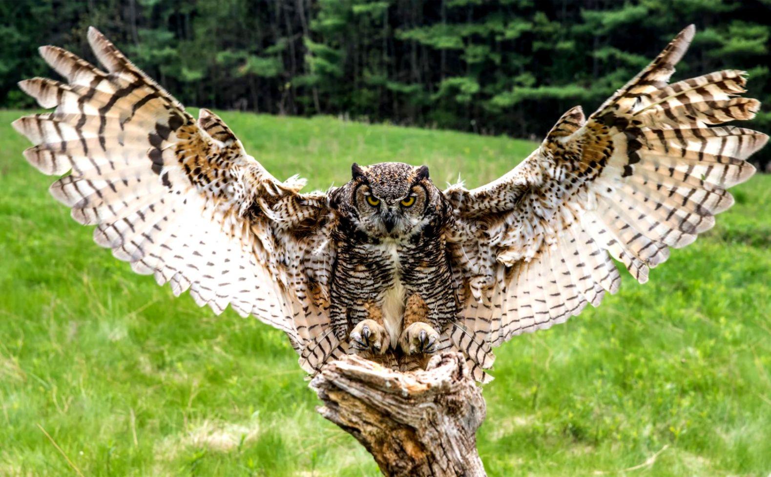 1579x976 Great Horned Owl Wallpaper