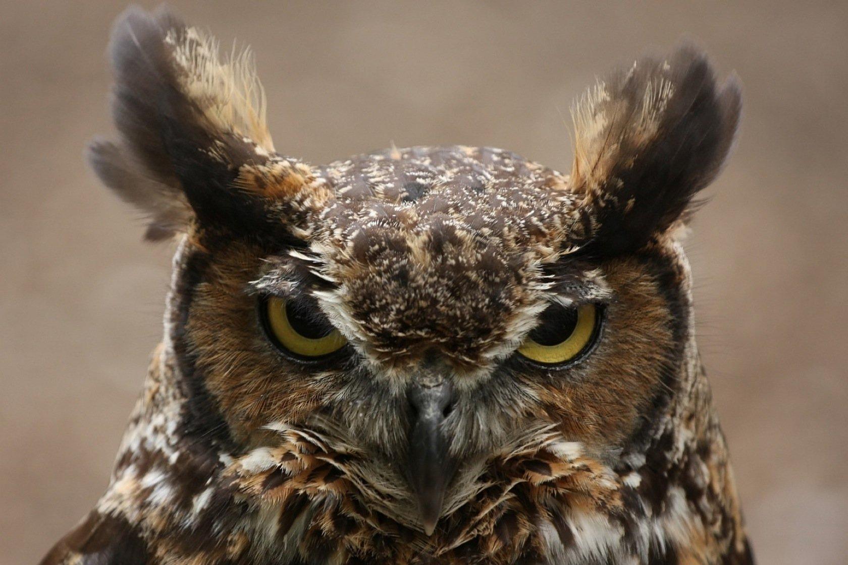 Great Horned Owl Wallpapers Top Free Great Horned Owl Backgrounds Great Horned Owl Wallpapers Top Free Great Horned Owl Backgrounds