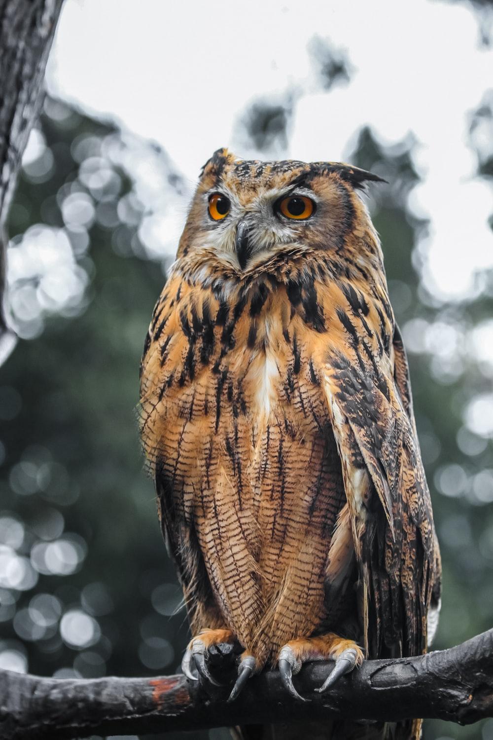 1000x1500 Owl Wallpaper: Free HD Download [HQ]