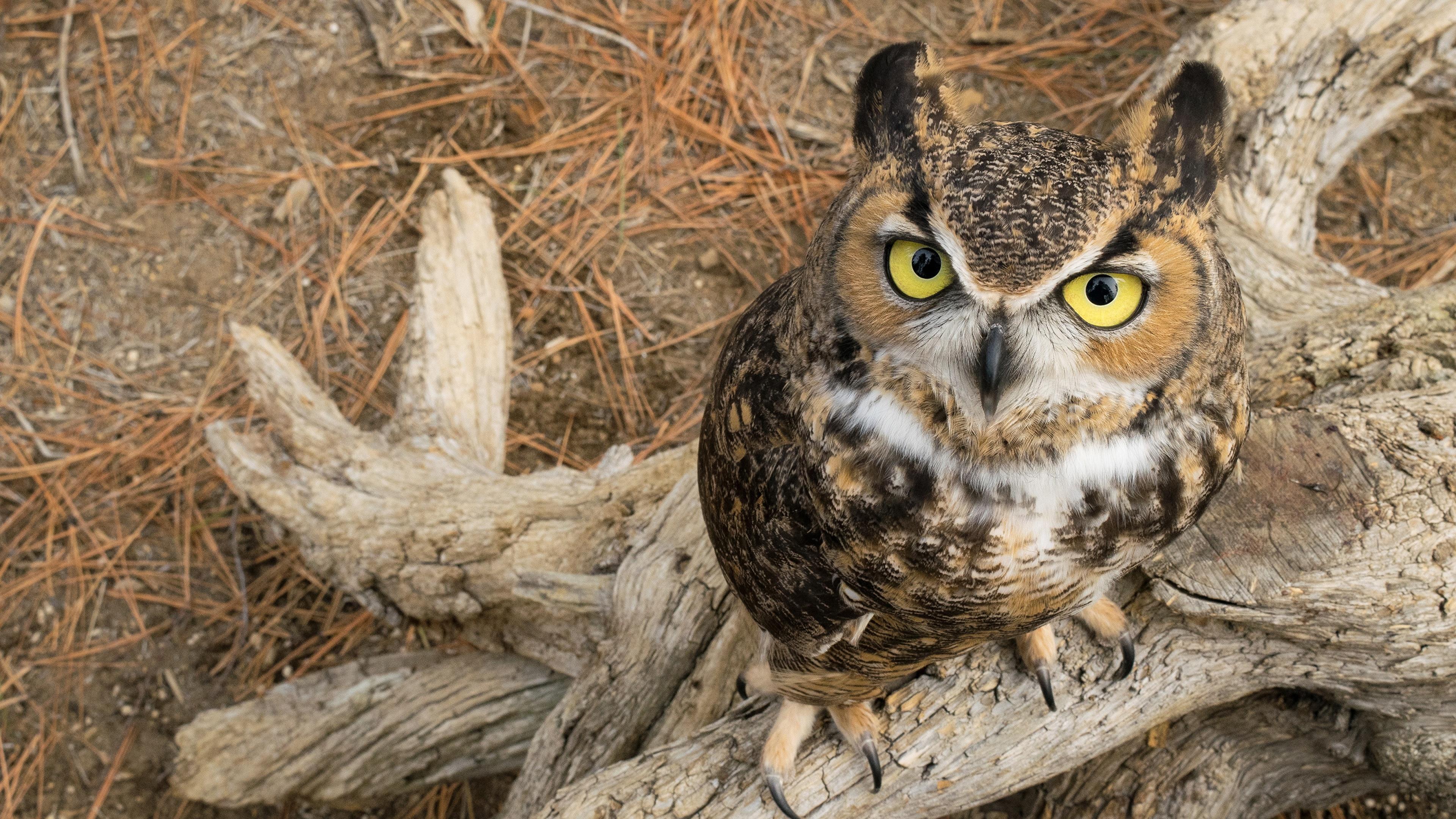 3840x2160 Wallpaper Eurasian Eagle Owl Owls Great Horned Owl Glance 3840x2160