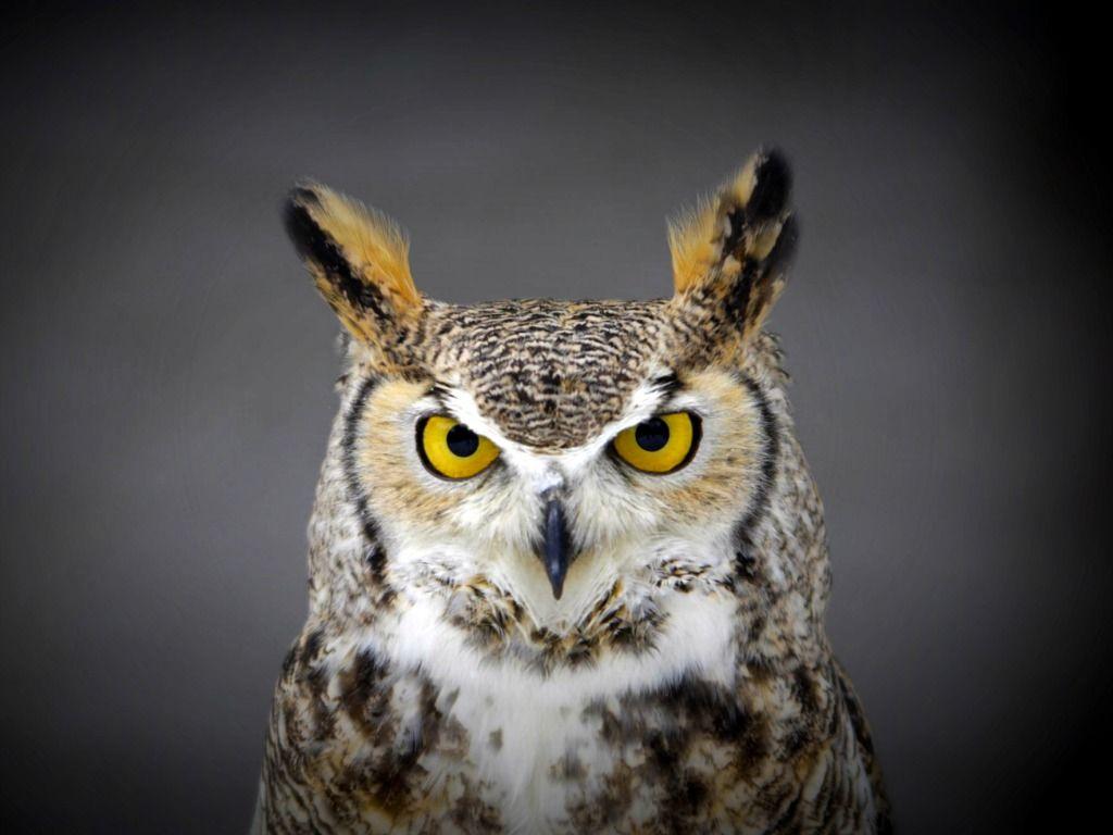 Great Horned Owl Wallpapers - Top Free Great Horned Owl Backgrounds ...