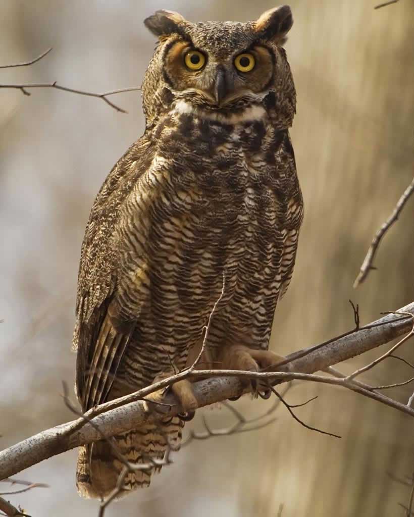 820x1024 Great Horned Owl wallpaper, Animal, HQ Great Horned Owl pictureK Wallpaper 2019