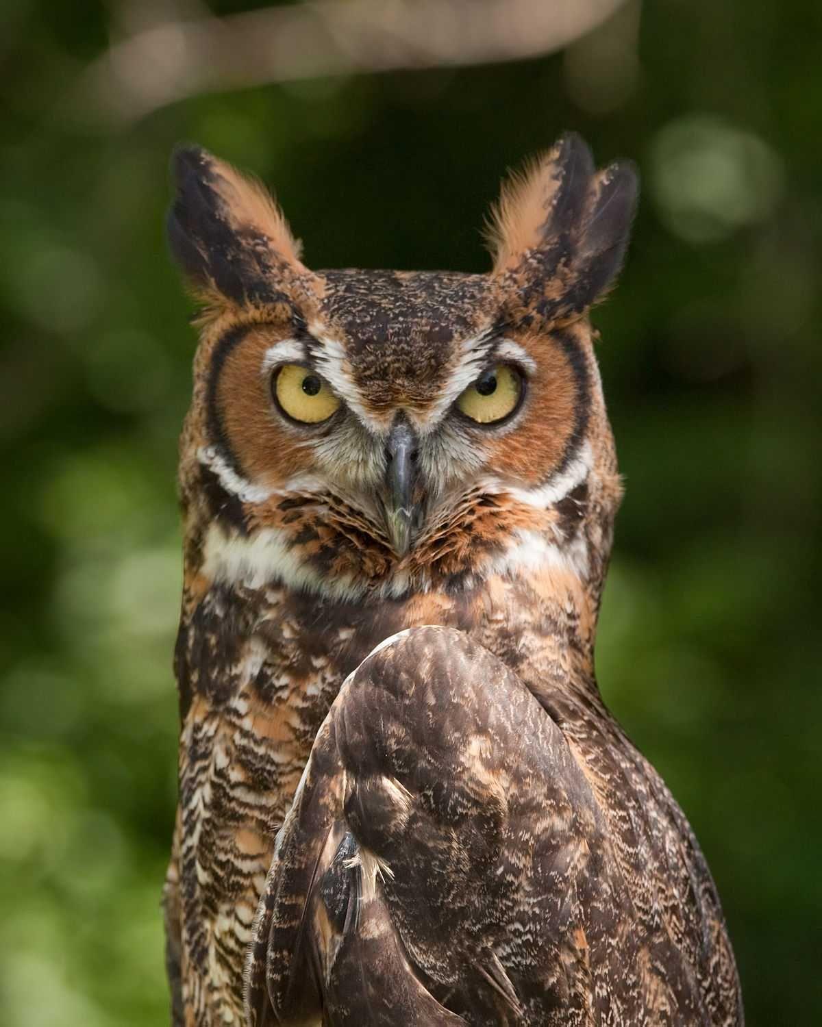 1200x1500 wallpaper. Great horned owl, Horned owl, Owl