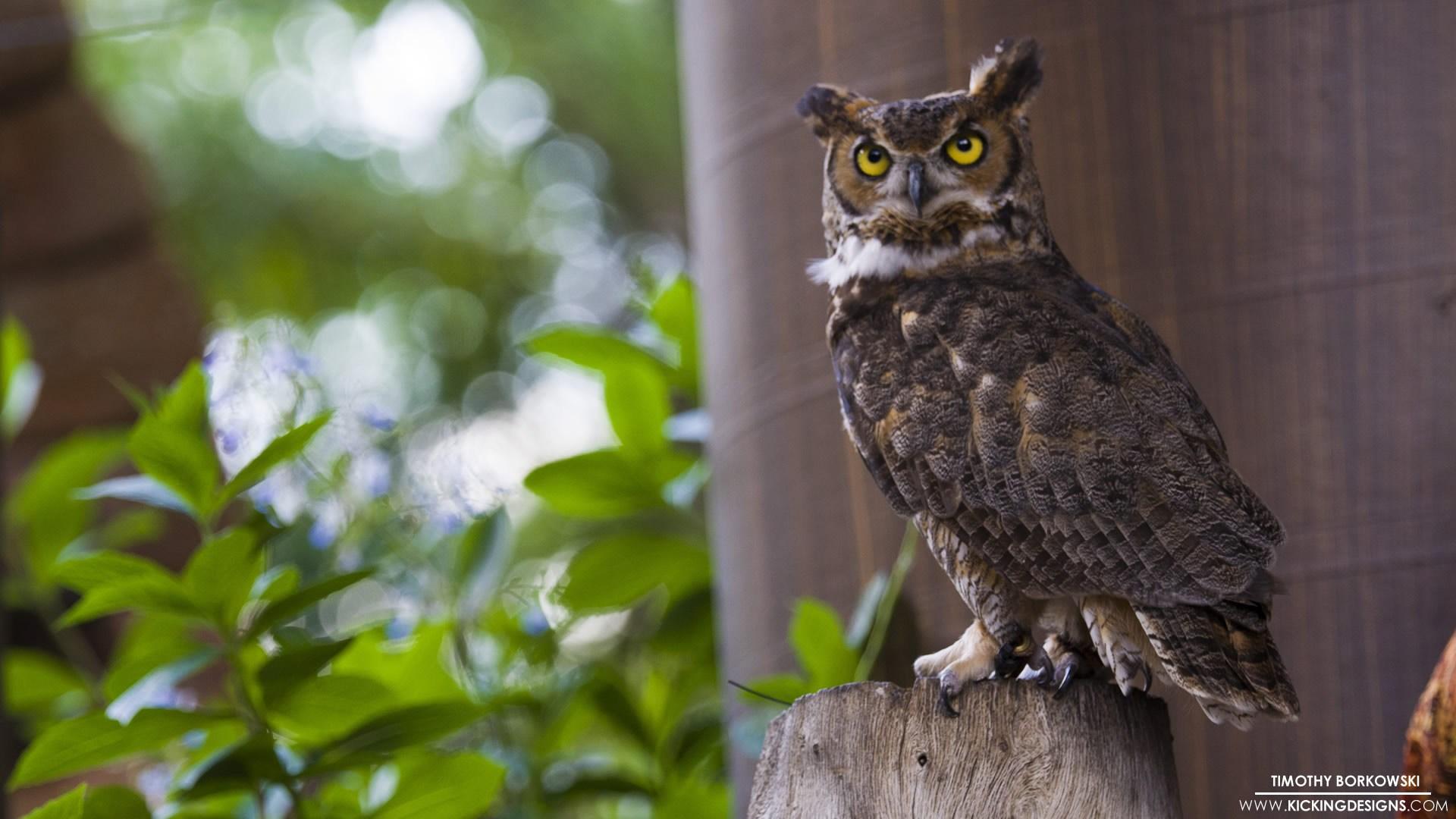 1920x1080 1920x1080 great horned owl wallpaper HD