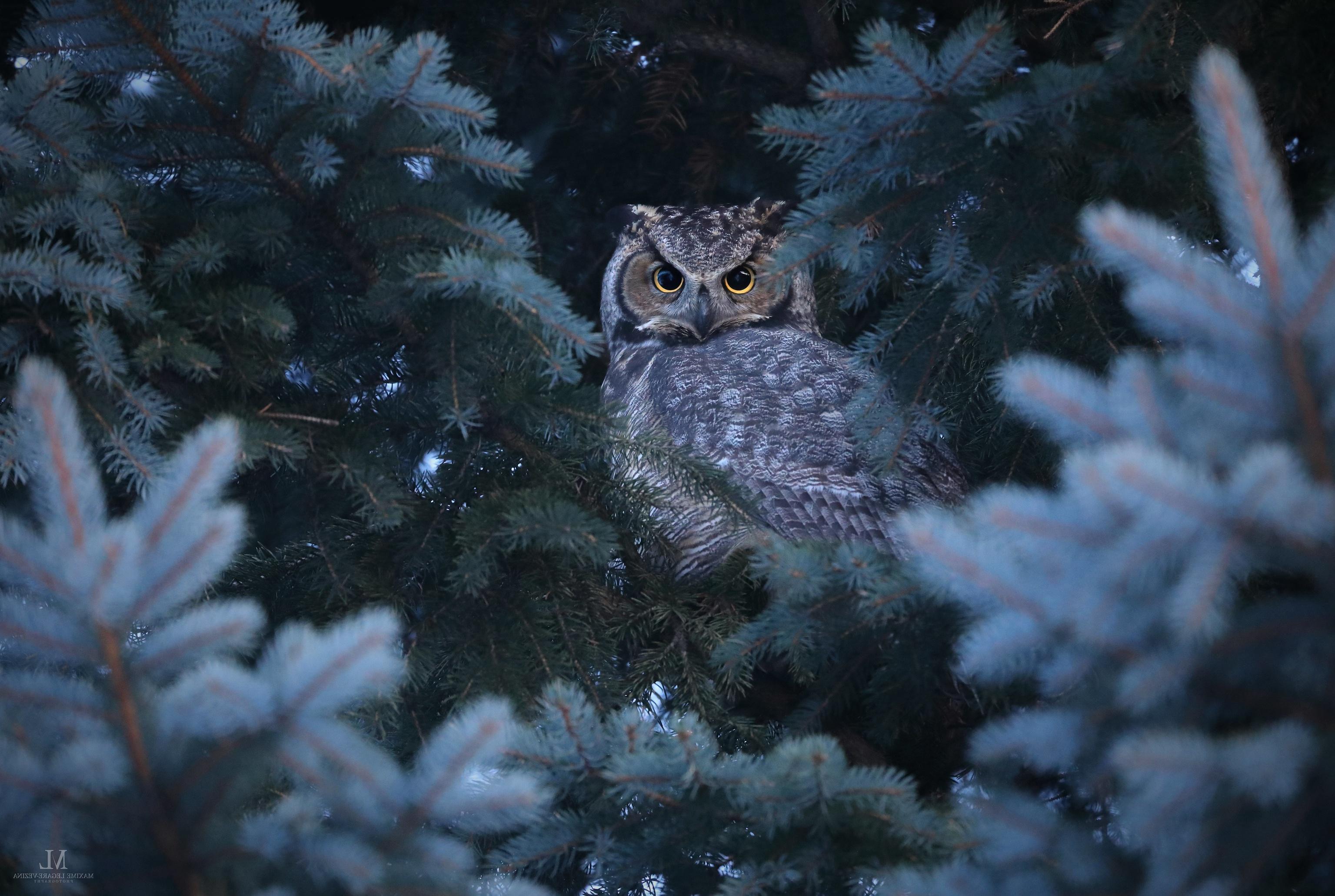 3071x2062 Bird, Great Horned Owl, Owl, Wildlife Wallpaper & Background Image