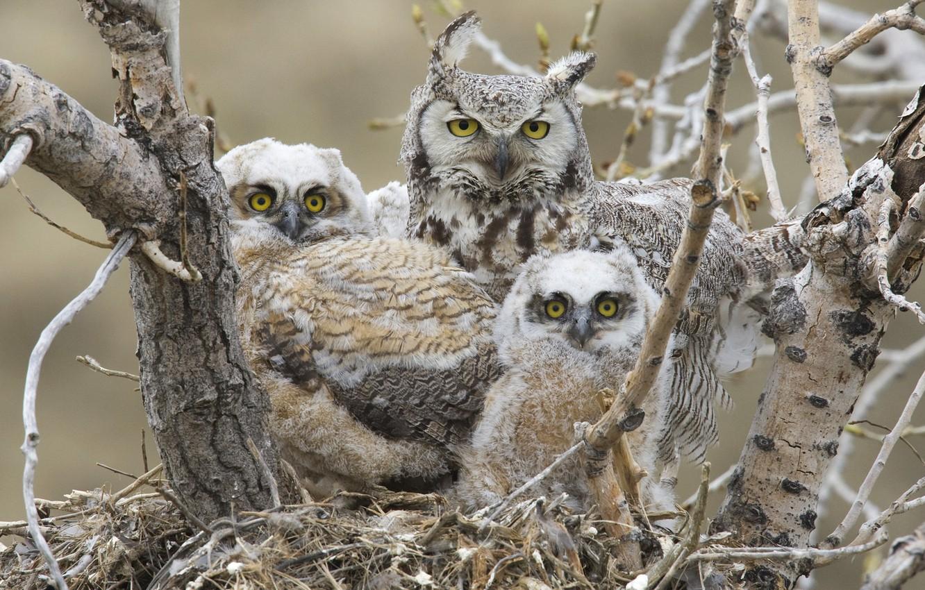 1332x850 Wallpaper birds, socket, Chicks, great horned owl, Great horned owl image for desktop, section животные
