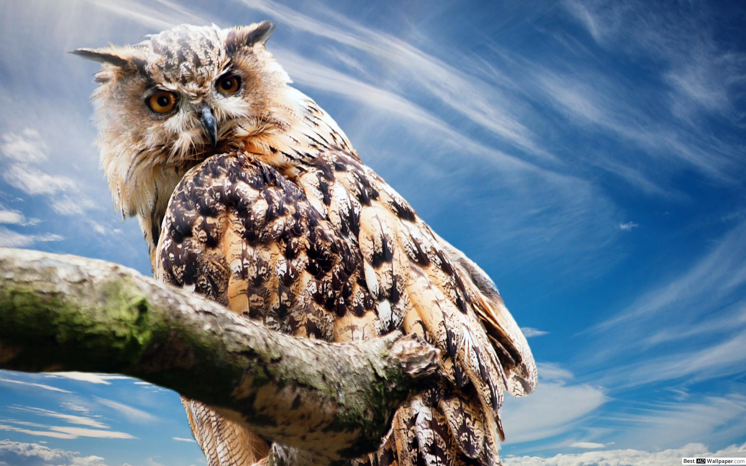 Great Horned Owl Wallpapers Top Free Great Horned Owl Backgrounds
