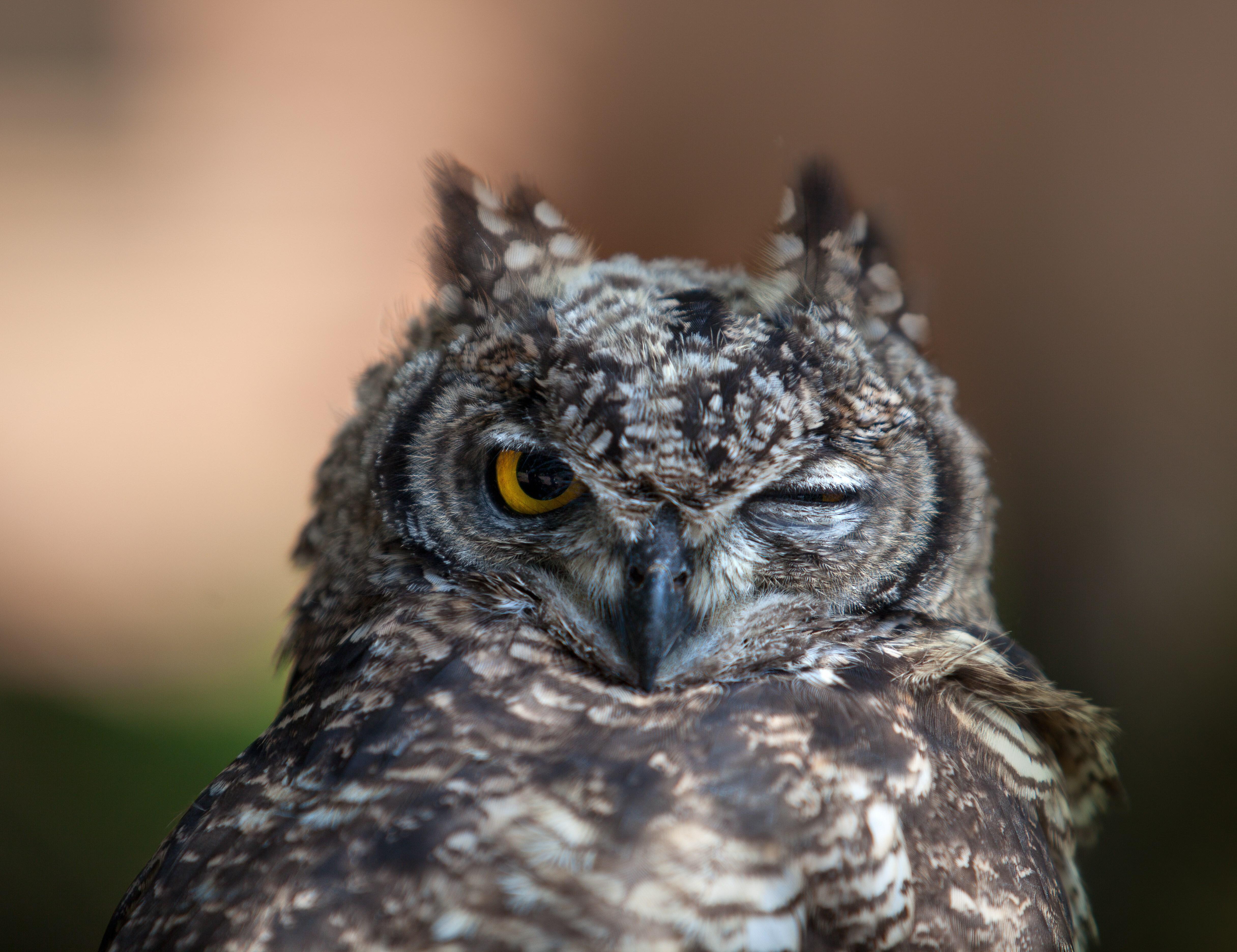 4863x3744 great horned owl 4k ultra HD wallpaper High quality walls