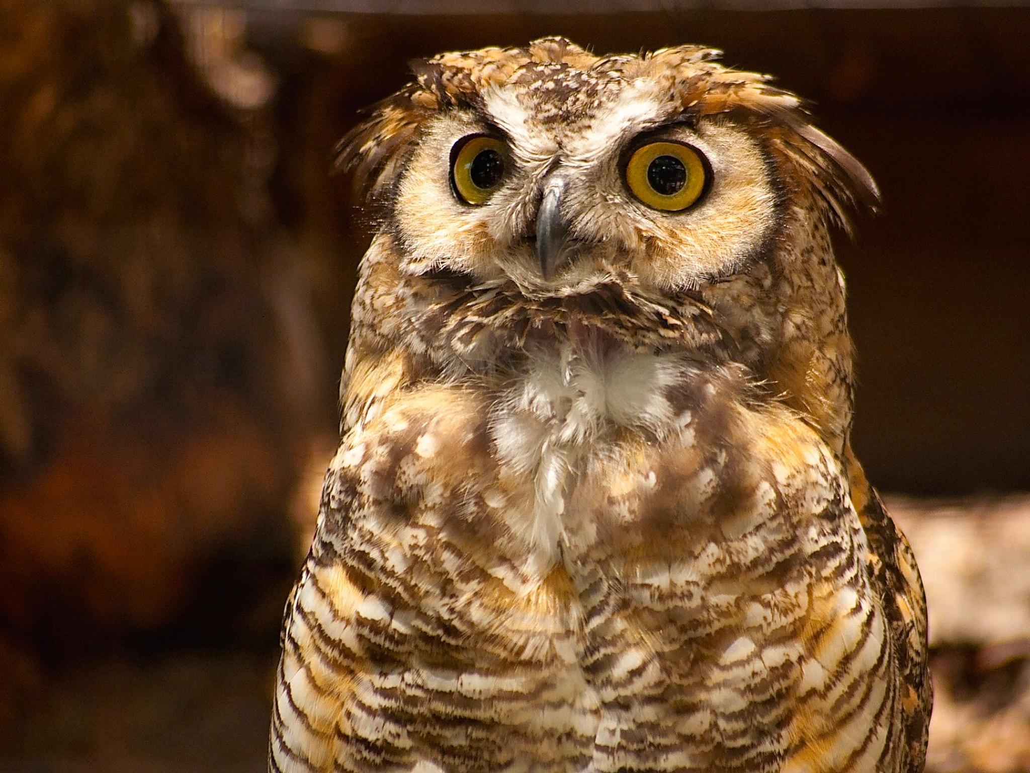 2048x1536 Great Horned Owl Wallpaper. Free HD Downloads