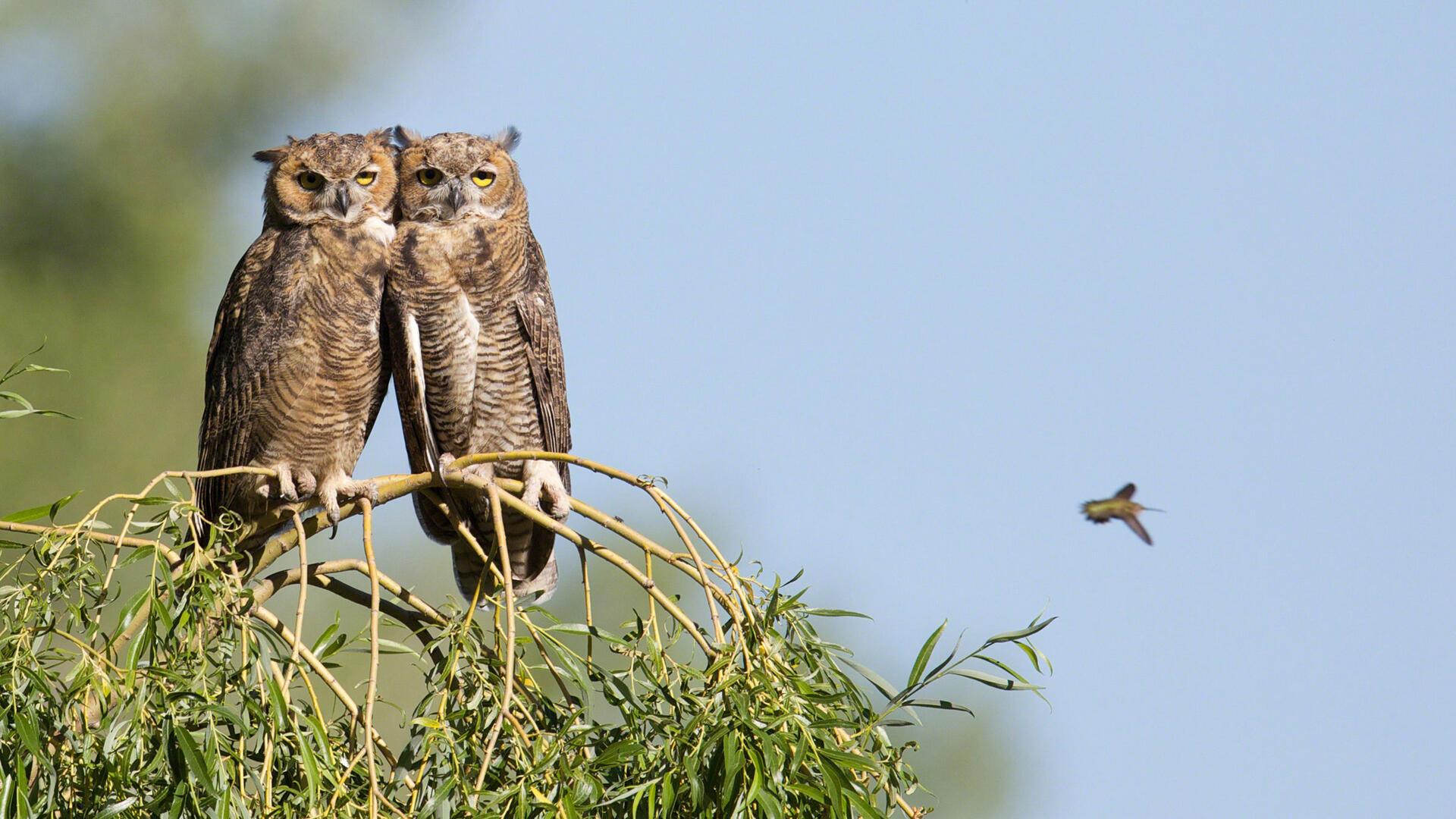1920x1080 Great Horned Owl. Audubon Field Guide