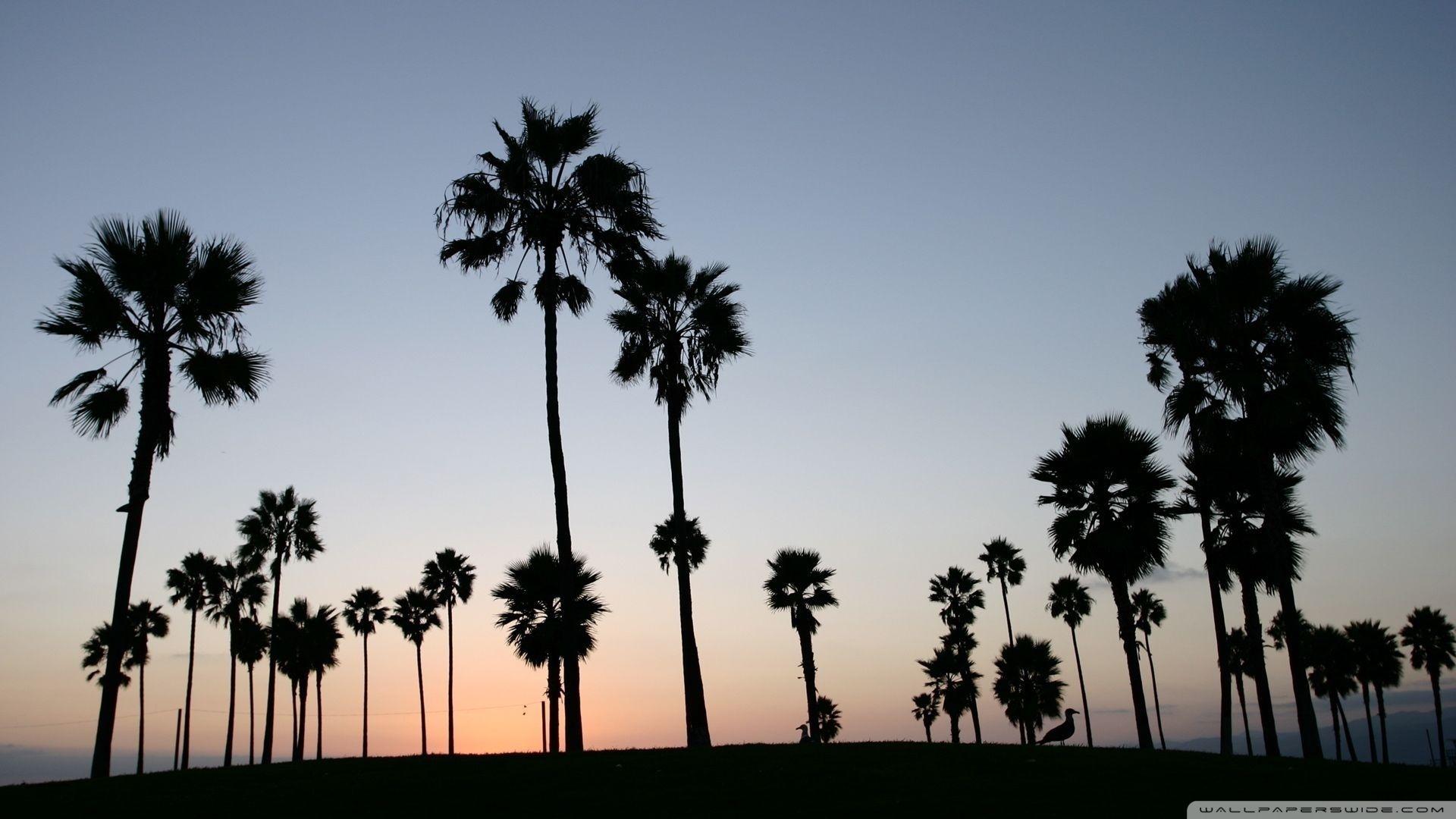 1920x1080 Best Palm Trees Desktop Wallpaper FULL HD 1080p For PC Desktop