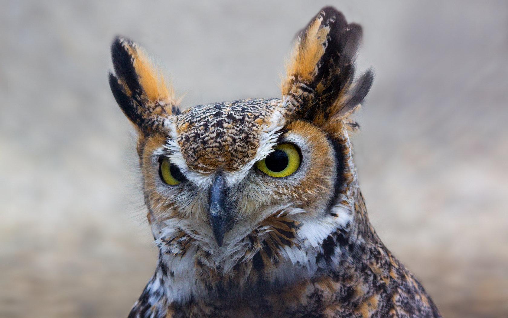 1680x1050 Great Horned Owl wallpaper 1680x1050 desktop background